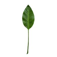 Folha de Asplenio em plstico Brilliance 85x19cm verde