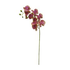 Haste de Orqudea Phalaenopsis Brilliance 95cm