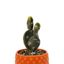 Vaso com suculenta em dolomita e plstico L'Hermitage 9xA18,8cm laranja