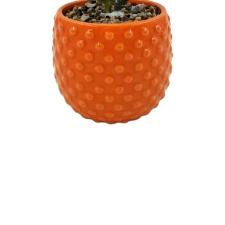 Vaso com suculenta em dolomita e plstico L'Hermitage 9xA18,8cm laranja